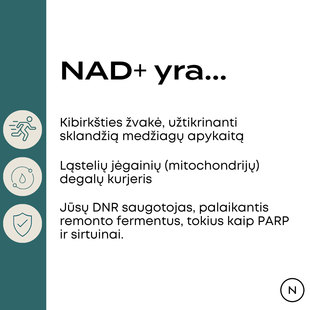 NR papildai