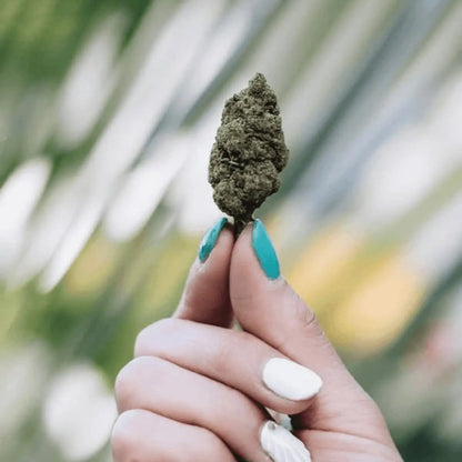 CBD ziedas
