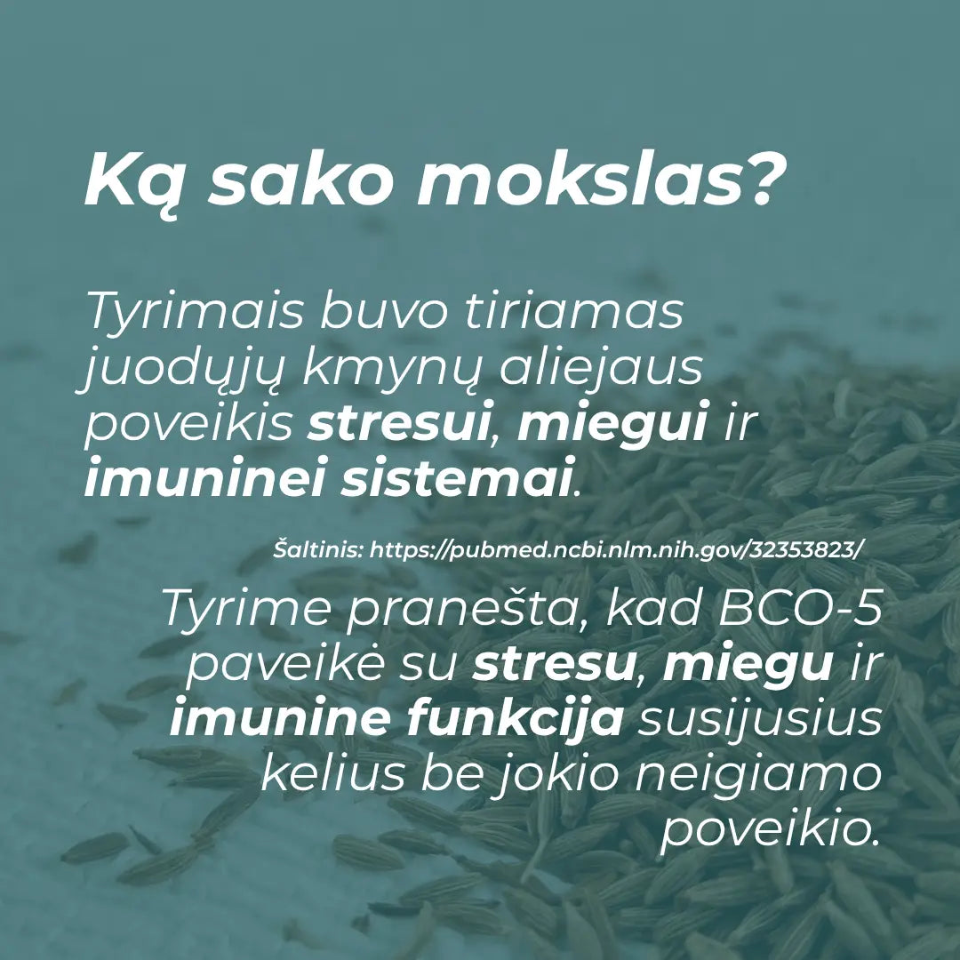 juodasis kmynas